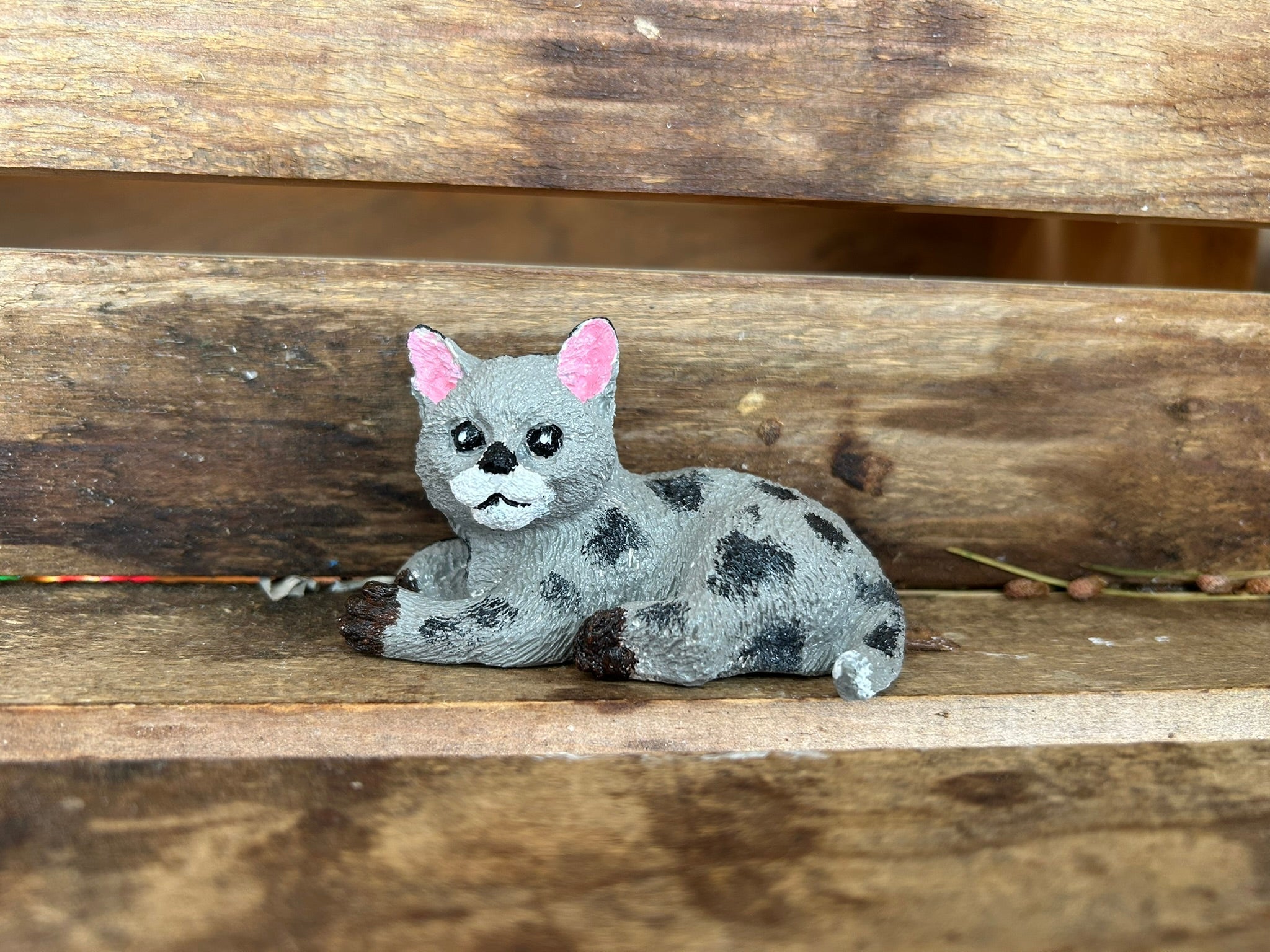 Small Awake Cat