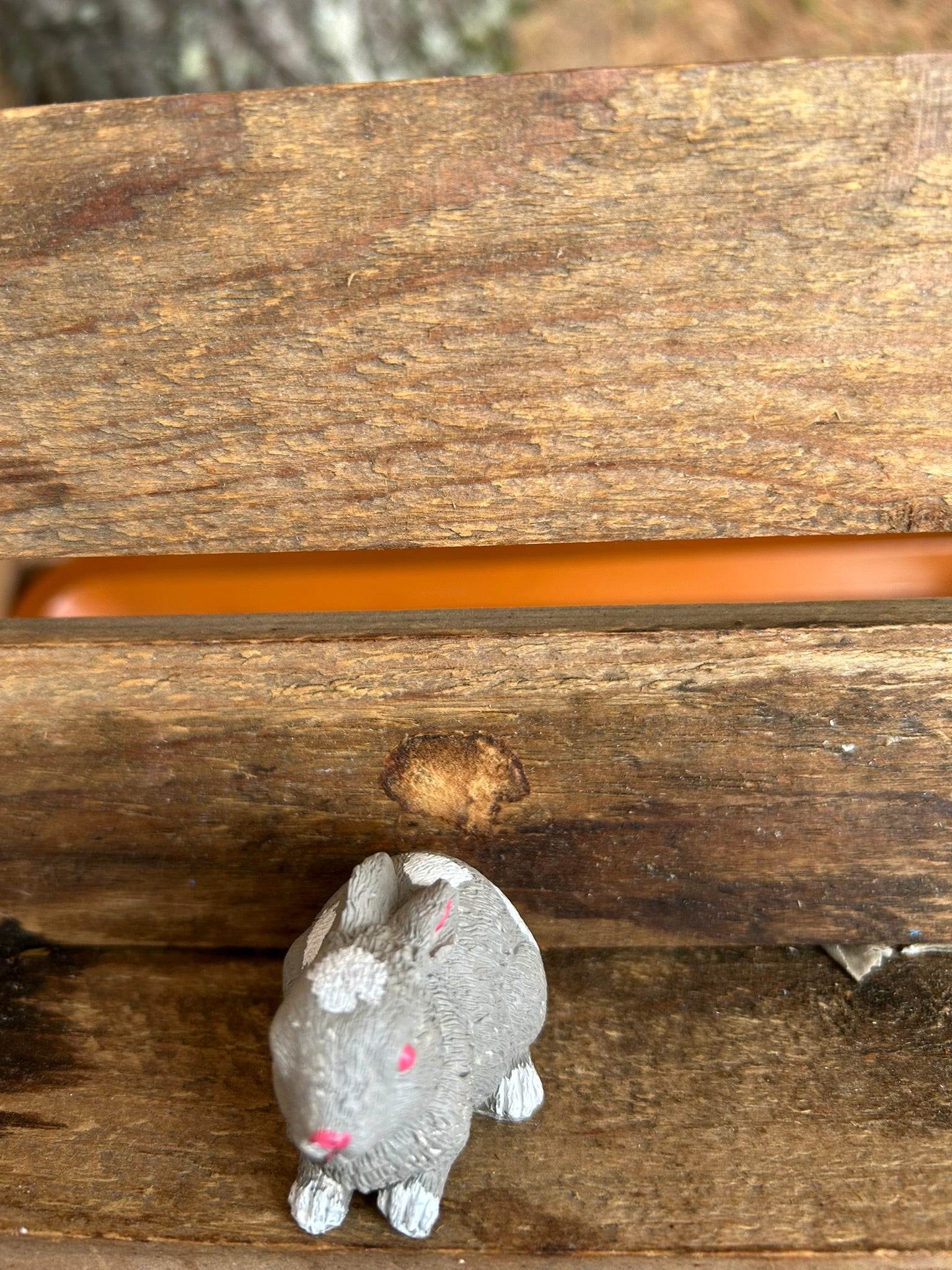 Rabbit