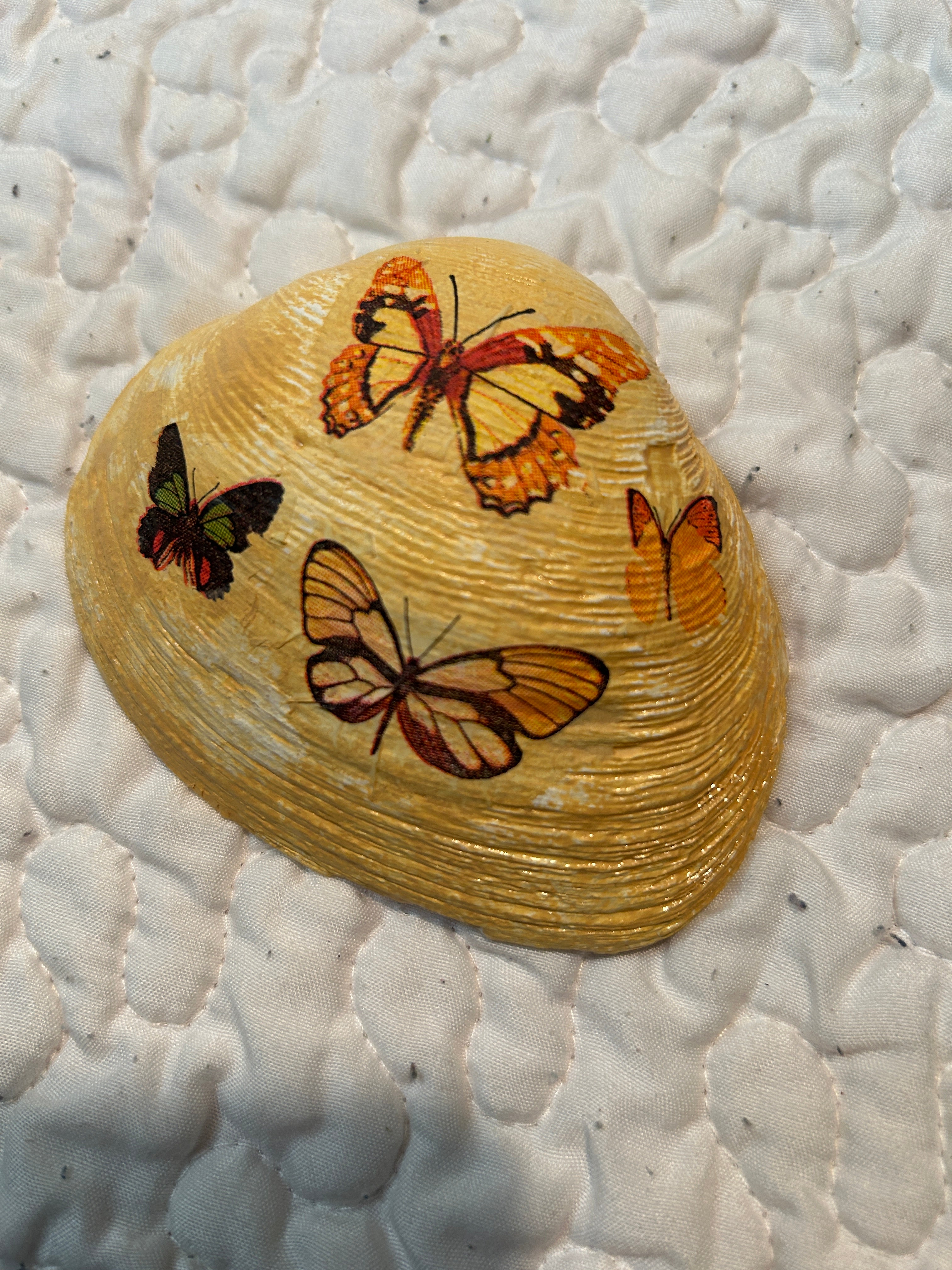 decorative shells